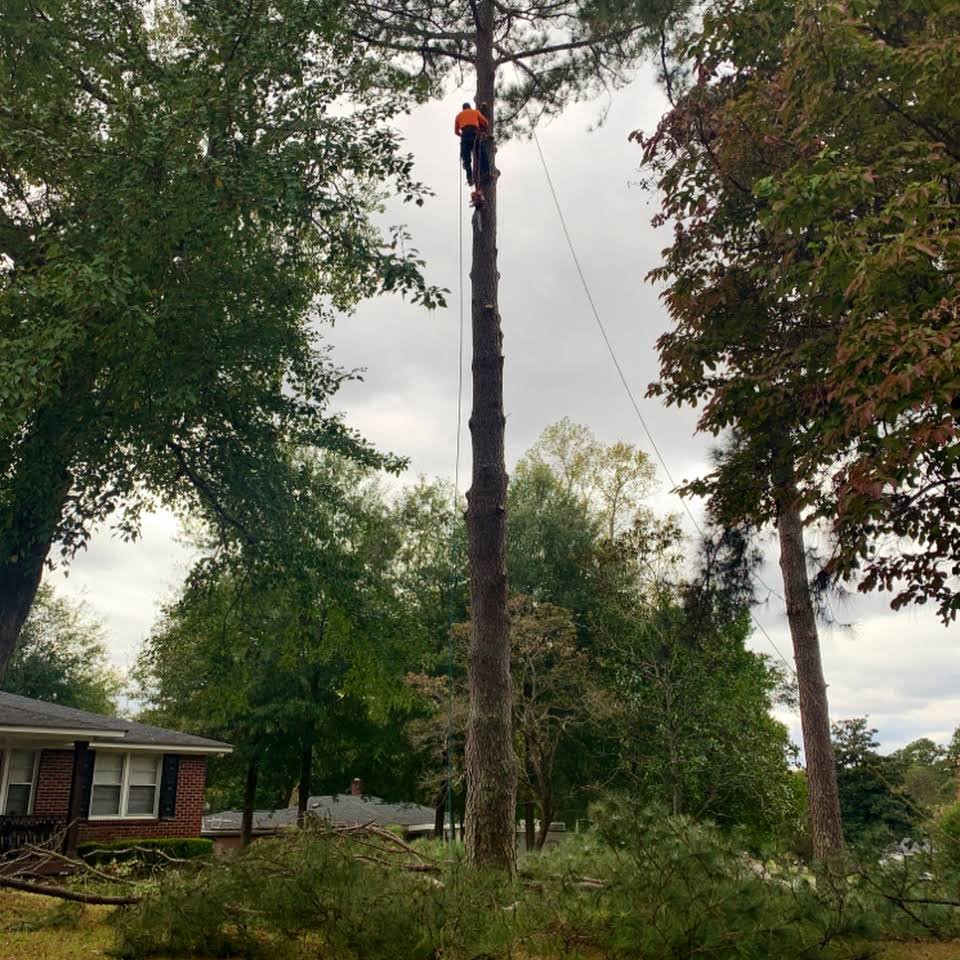 Ballentine Tree Service climber working high in a tree