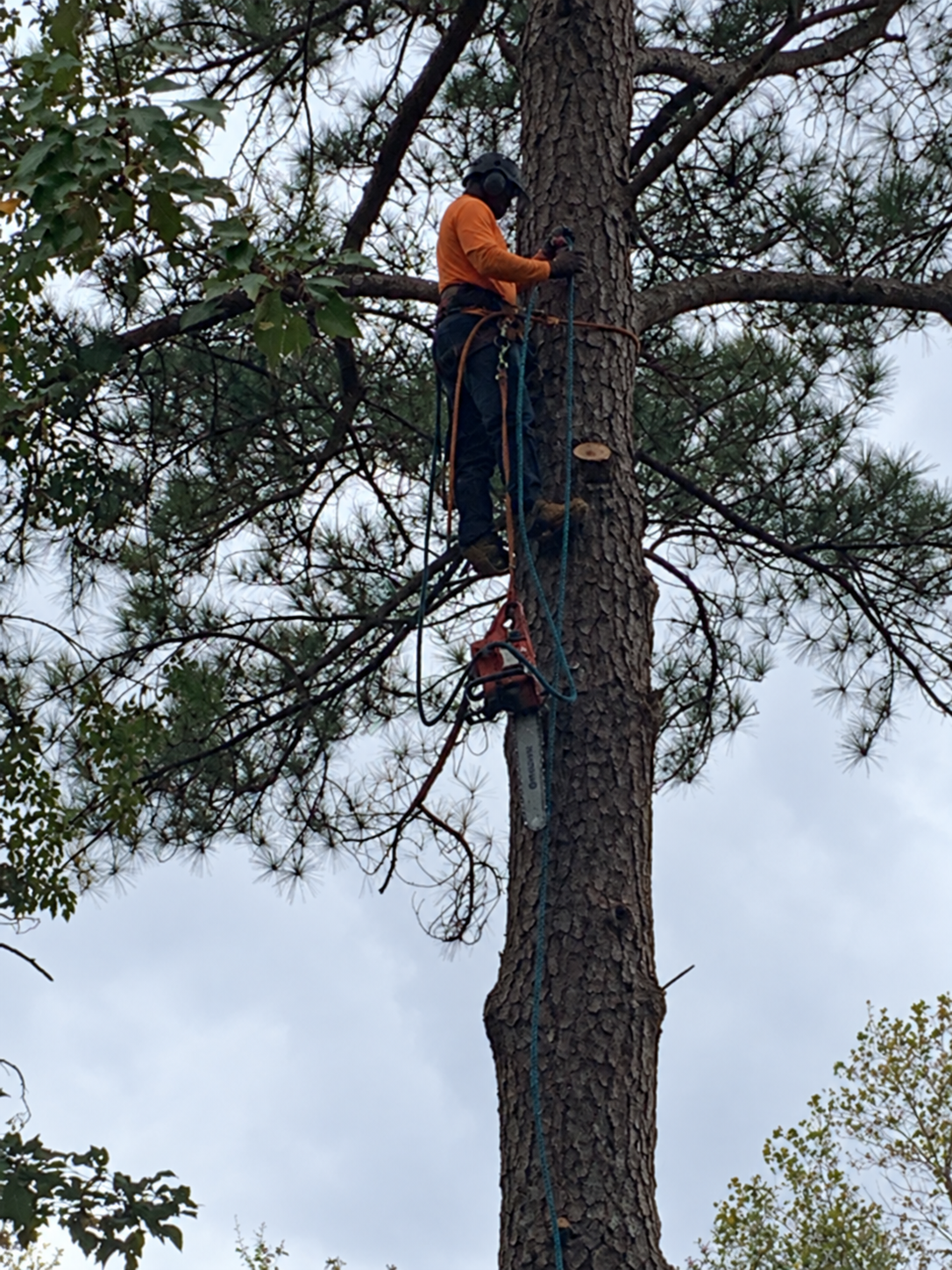 Ballentine Tree Service climber working on a tree