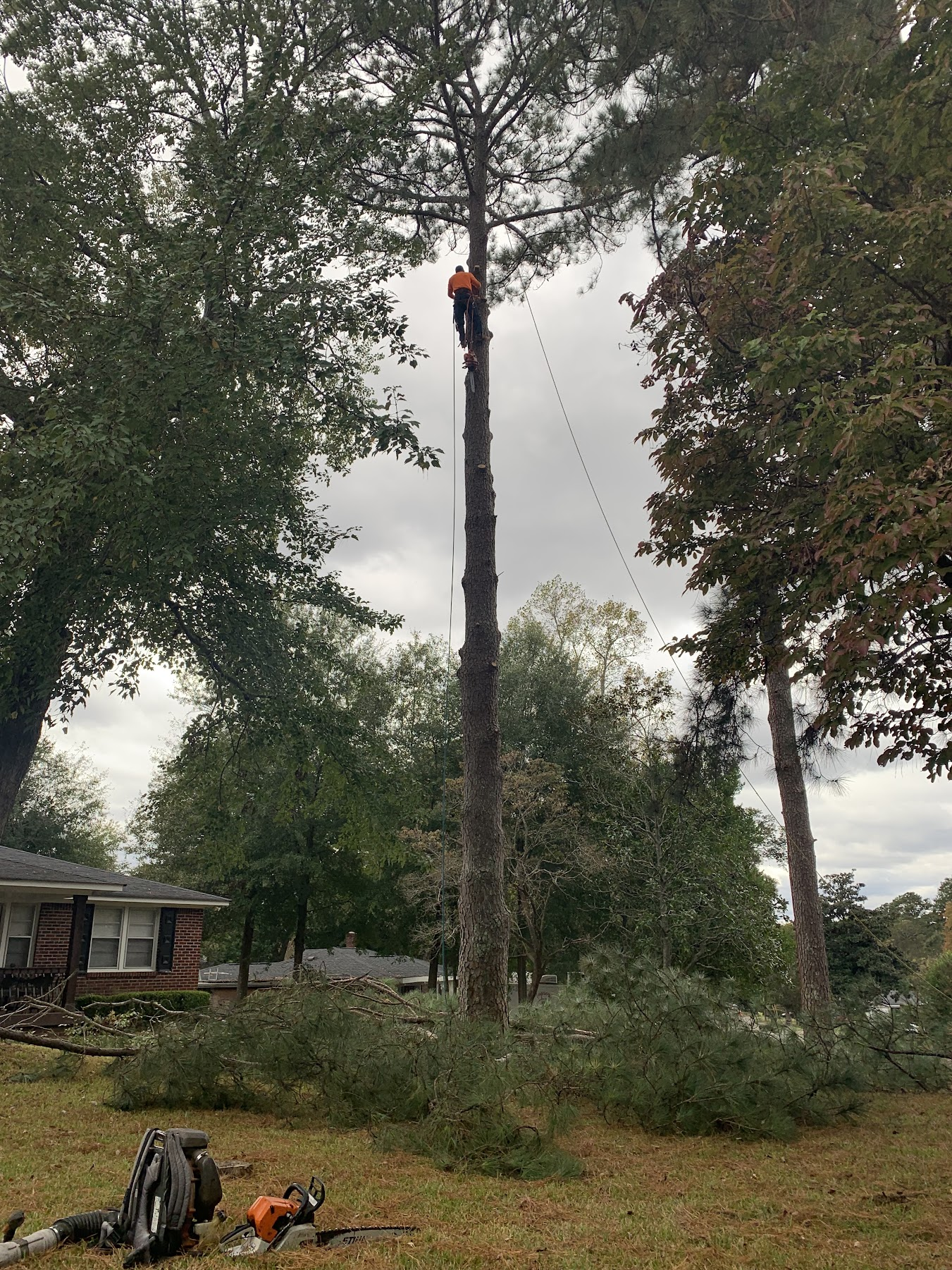 Tree being carefully taken down