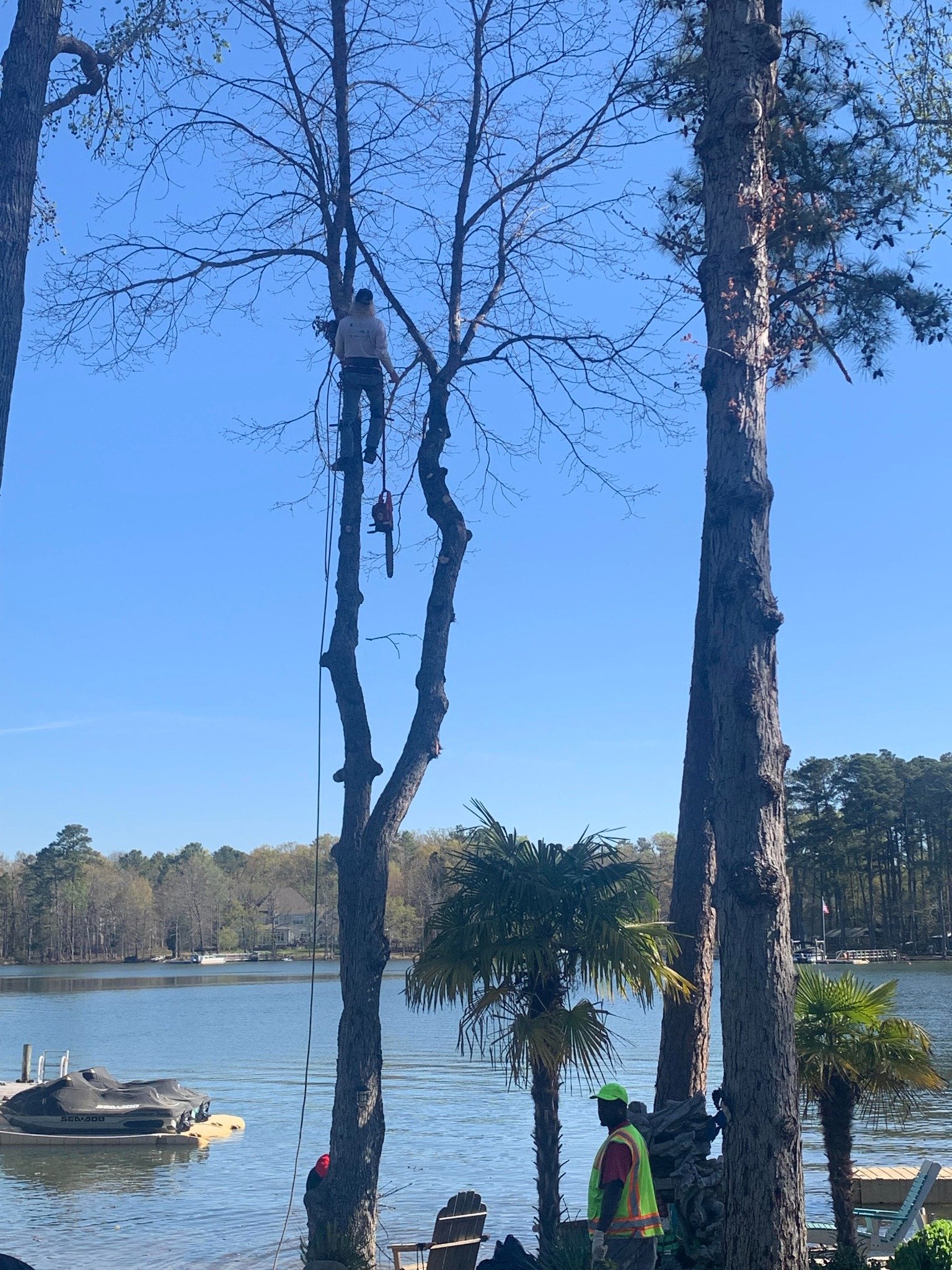Ballentine Tree Service climber removing a tall tree near a lake